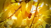 Paeiz93 (5)_resize.JPG